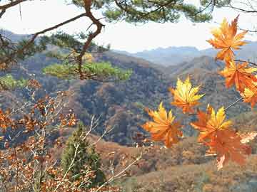 管家婆歷史圖庫(kù)大全,國(guó)務(wù)院掛牌督辦楊銘宇黃燜雞亂象預(yù)測(cè)說(shuō)明解析_網(wǎng)紅版18.36.29