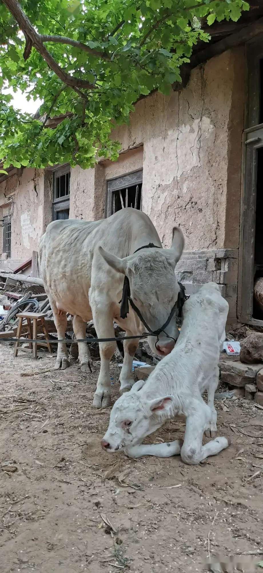 小牛掉水溝 母牛哀鳴向旁人求助