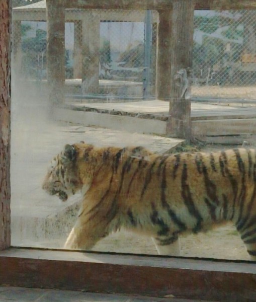 長沙生態(tài)動(dòng)物園回復(fù)老虎餓成皮包骨