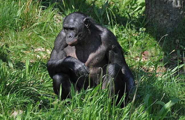 管家婆四肖碼,動物園回應水豚被猩猩欺負虐待