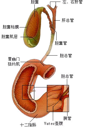 新澳天天開獎資料,女子膽囊內竟藏400多顆結石