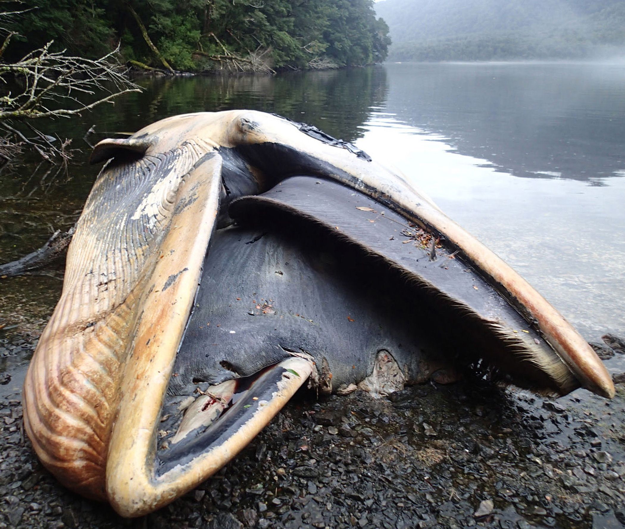 歷史開獎記錄-澳門最快開獎,8米長鯨魚尸體擱淺海南一沙灘靈活性方案實施評估_游戲版59.34.15